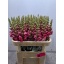 product/img.floraplaza.nl/101336-75-LIVE_fotos-0x71D422779D2C7E55B5D729537845F199A542D9F2.jpg