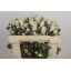 product/img.floraplaza.nl/101339-50-LIVE_fotos-0x9E95142F971C60CBD4A7D81C43C79B8C8EC3973F.jpg