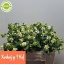 product/img.floraplaza.nl/101339-50-LIVE_fotos-0xD0402E7065BD074B12DBC19122E97FC62BC77A0F.jpg