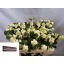 product/img.floraplaza.nl/101339-50-LIVE_fotos-0xF0BB83D7AA4D484ABD4440F6249730BB82A92029.jpg