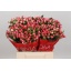 product/img.floraplaza.nl/101437-40-LIVE_fotos-0xD4A4B575C2B1A5D1BA47F5FAF1425B4B9BD411D2.jpg