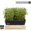 product/img.floraplaza.nl/101457-40-LIVE_fotos-0x38FB11DEF89B8FC4EED54F3E7D1B79E2B9356442.jpg