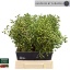 product/img.floraplaza.nl/101457-50-LIVE_fotos-0x9B8F9BD83CA412596D88AAF4AB7CF343107E14CD.jpg