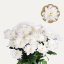 product/img.floraplaza.nl/101507-105-LIVE_fotos-0xD37EF3A790AC95A1A11EAEDCD4A3964281588D61.jpg