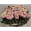 product/img.floraplaza.nl/101522-75-LIVE_fotos-0x754085A2BFC7DE15FCB792FB835EDD137DEB76E4.jpg