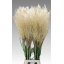 product/img.floraplaza.nl/101593-110-LIVE_fotos-0x09444CC4EA81554E743107BBD2AEF876D4944921.jpg