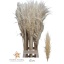 product/img.floraplaza.nl/101593-110-LIVE_fotos-0x3B257D65CD7FE7F7692B7A5FAA92DD6FEF9C8B05.jpg
