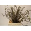 product/img.floraplaza.nl/101643-60-ASSORTI_fotos-MVA-Magnolia grandiflora.JPG