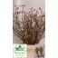 product/img.floraplaza.nl/101643-60-LIVE_fotos-0xB57EF099F43058D378CF901DDCFE1A4CE07E5BE8.jpg