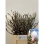 product/img.floraplaza.nl/101643-60-LIVE_fotos-0xC65B9CCC4F604671D1B316B6A39E228741DDC72F.jpg