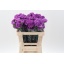 product/img.floraplaza.nl/102111-50-LIVE_fotos-0x09C25CCB35ADB69C2961AA5E06542CD95AD58D2A.jpg