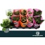 product/img.floraplaza.nl/102142-510-LIVE_fotos-0x992AD89C0F2FFFAA97D20F98F5B78FD5E361485C.jpg