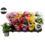 product/img.floraplaza.nl/102142-510-LIVE_fotos-0xA35F337FF7814CC5D73B29617978C736888AF01E.jpg