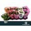 product/img.floraplaza.nl/102142-510-LIVE_fotos-0xD17D33703546E5F010E93DF4C154BF51E04899CD.jpg