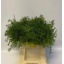 product/img.floraplaza.nl/102282-40-LIVE_fotos-0x3CEE0E210ACD04211FD64E5E230EF1396A71A7E5.jpg