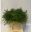 product/img.floraplaza.nl/102282-40-LIVE_fotos-0x57182882884FDD6EFEE19D5D1BC1F17D8BED5EF6.jpg