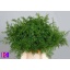 product/img.floraplaza.nl/102282-40-LIVE_fotos-0x8438889FEE6EFC0C7FCC33D28D42458C1EA50C08.jpg
