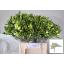 product/img.floraplaza.nl/102346-54-LIVE_fotos-0x9287ACE163446772230F6DED39554ACE1F890A11.jpg