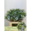 product/img.floraplaza.nl/102547-60-LIVE_fotos-0x0FE0C30C8A34BA3FF7DCADC13FC994A9A02E4AF5.jpg