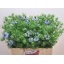 product/img.floraplaza.nl/102547-60-LIVE_fotos-0xDE7333BA97BB4B1EABC263AE3FE3CBD1C3668C90.jpg