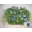 product/img.floraplaza.nl/102547-60-LIVE_fotos-0xFA8CC3CD4C03539EB07A8AD82B307640403B37DE.jpg