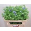 product/img.floraplaza.nl/102547-70-LIVE_fotos-0xB2EA52F747920E9A06EF4E203EE39E440C5B2B36.jpg