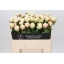 product/img.floraplaza.nl/102619-50-LIVE_fotos-0x903D8CD29A8EF683B8DADA357F9EB8E28D9ECD25.jpg
