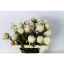 product/img.floraplaza.nl/102619-50-LIVE_fotos-0xC0D8821DC9AA894163129FC0BA147C3040E2BDCA.jpg