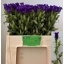product/img.floraplaza.nl/102799-60-LIVE_fotos-0x4494D7F91349A47F2F8895DE52F92DC5B1852945.jpg