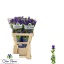 product/img.floraplaza.nl/102799-60-LIVE_fotos-0xF834B14E0E79D52A3835BAB70CC1E18A342A6AF8.jpg
