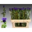product/img.floraplaza.nl/102799-75-LIVE_fotos-0x0409BCD66A13ED0560C6CDC355E2A6D315D7BF37.jpg