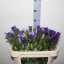 product/img.floraplaza.nl/102799-75-LIVE_fotos-0x3A4A44BAD226F00BD651618CB0BDE828E0AD90F5.jpg