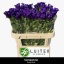 product/img.floraplaza.nl/102799-75-LIVE_fotos-0xD377E19045CAA50126B6FC1D60CE00F1B8A7EA9E.jpg