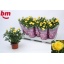 product/img.floraplaza.nl/102827-510-LIVE_fotos-0x6DAE92A2850FEA255AD413A29A7B81322D03CA8A.jpg