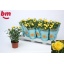 product/img.floraplaza.nl/102827-510-LIVE_fotos-0xE570E56163ED68BCCA4AFB6BB671EF70BB4262ED.jpg
