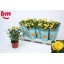 product/img.floraplaza.nl/102827-510-LIVE_fotos-0xFD0AD1A3B4E30EF5F5C576D625A2F37711D04AE1.jpg