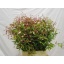 product/img.floraplaza.nl/102832-50-LIVE_fotos-0x60A033DCC3BAD26C06426A0DFCC4F7D15F0BE3BE.jpg