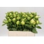 product/img.floraplaza.nl/102852-55-LIVE_fotos-0x54C30C45CBDA7D7F541B2C041C88391CFFBC9828.jpg