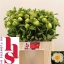 product/img.floraplaza.nl/102852-55-LIVE_fotos-0xAD78F60E90E9D243ED7194F2DCC9541A0DFAC281.jpg
