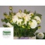 product/img.floraplaza.nl/103000-50-LIVE_fotos-0x0091711A85FC3A08966BFDA187D0D7FCAF052BED.jpg