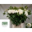 product/img.floraplaza.nl/103000-50-LIVE_fotos-0xA10BE50B331568A05DAD9ED0A408C8CAFC04FE24.jpg