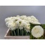product/img.floraplaza.nl/103000-50-LIVE_fotos-0xA73BCF63A1EAE00AB4CAB72C9E07BACF7CF2CD0B.jpg