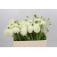 product/img.floraplaza.nl/103000-50-LIVE_fotos-0xB2E429565BEE314FF1FD87E5594EAF1CADAE06E5.jpg