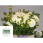 product/img.floraplaza.nl/103000-50-LIVE_fotos-0xF0E9DA67B30B52FF3CDF4A236A72EF8B71A38756.jpg