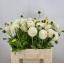 product/img.floraplaza.nl/103000-60-LIVE_fotos-0x0F39424C5742D567E8C07527334B1E3DCFF0B0DF.jpg