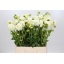 product/img.floraplaza.nl/103000-60-LIVE_fotos-0x7475CBF0BDD95419293926340CB8FFE47A994741.jpg