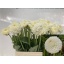 product/img.floraplaza.nl/103000-60-LIVE_fotos-0xB44EC4CBF654CC617757B2BDFA8797592558EE5C.jpg