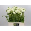 product/img.floraplaza.nl/103000-60-LIVE_fotos-0xC597D3D17EB32F265137606452EB3C42683B0D7B.jpg