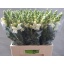 product/img.floraplaza.nl/103045-70-LIVE_fotos-0xB2768A744FF22CAD756D8144D773EFF57CDA0C90.jpg