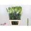 product/img.floraplaza.nl/103045-70-LIVE_fotos-0xF9982BBD35DB961E4B4A2D1871D106CF7EAD24E7.jpg